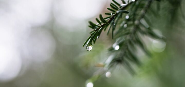 Czy deszcz to czysta woda