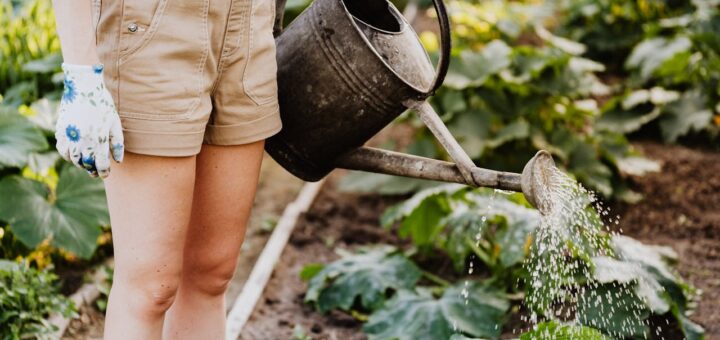 Czy można podlewać warzywa wodą z dużą zawartością żelaza