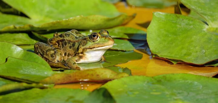 Jaka jest rola mokradeł