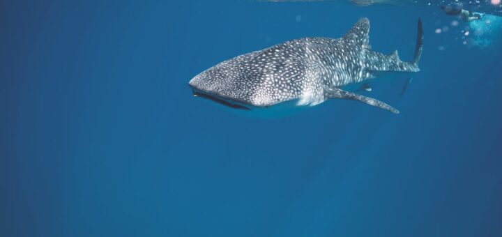 Jak chronić środowisko wodne