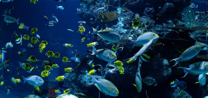 Jaką rolę odgrywa woda w ekosystemie