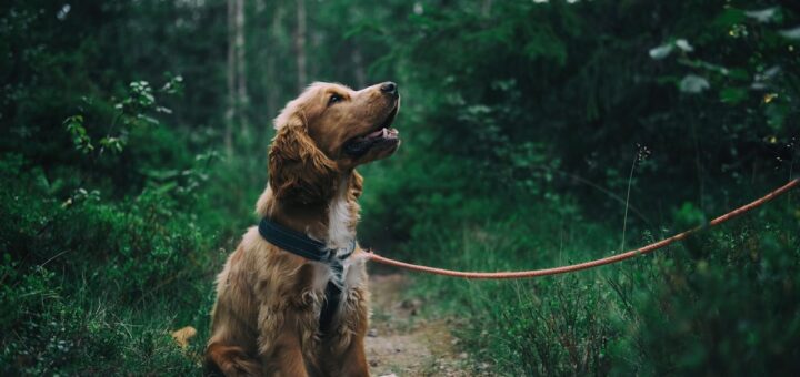 Jaką wodę dawać psu