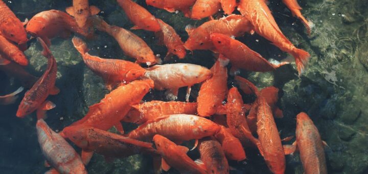 Jakie są rodzaje zanieczyszczeń wód