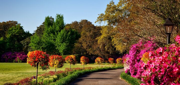 Jakie są sposoby na oszczędzanie wody w ogrodzie