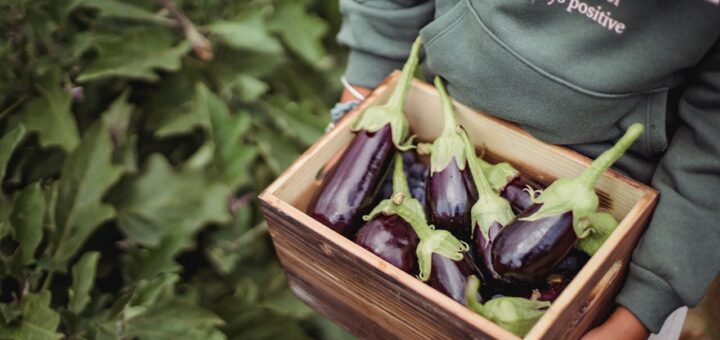 Jak smażyć bakłażana